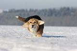 CORGI PEMBROKE 974